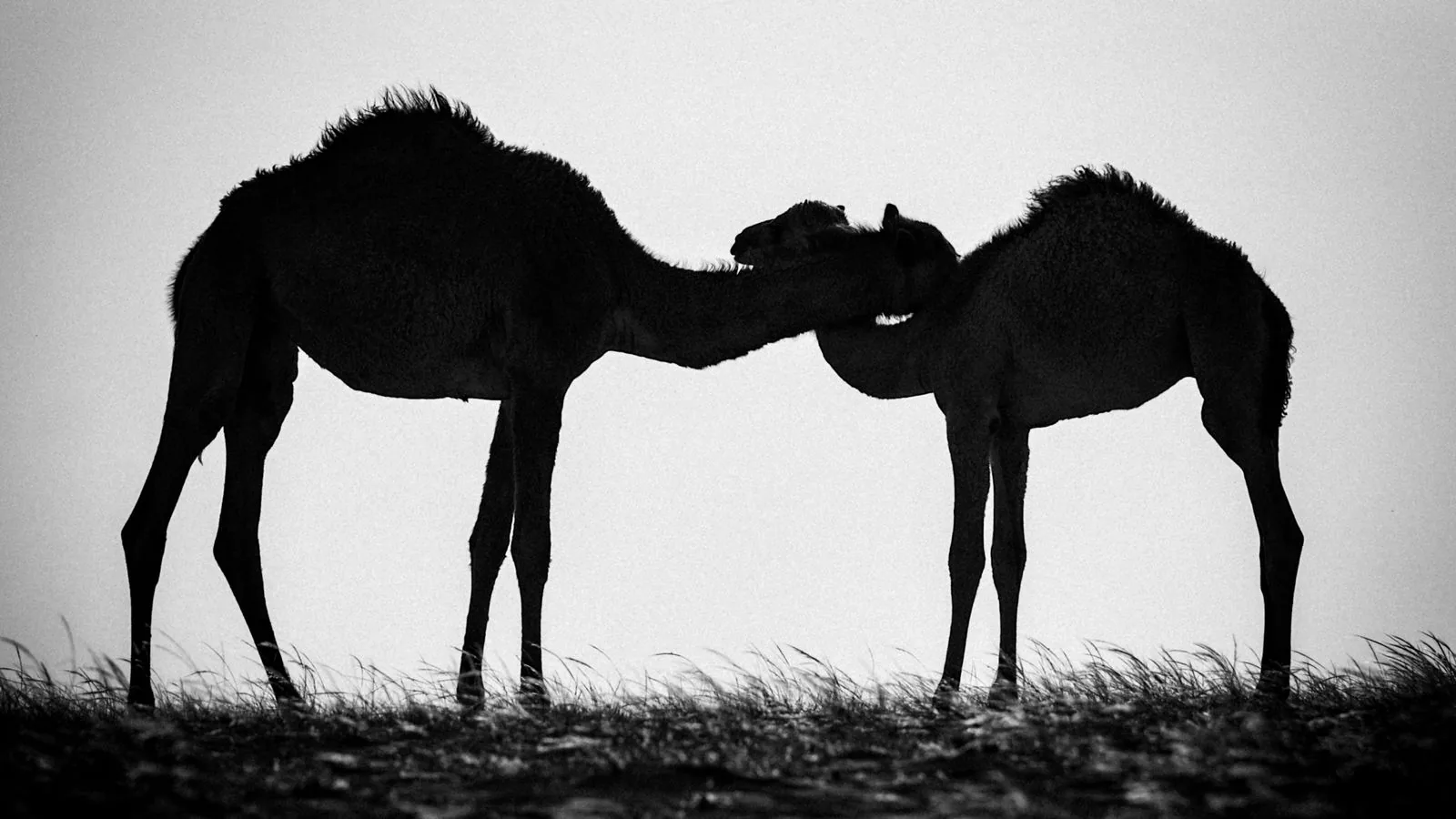 camels