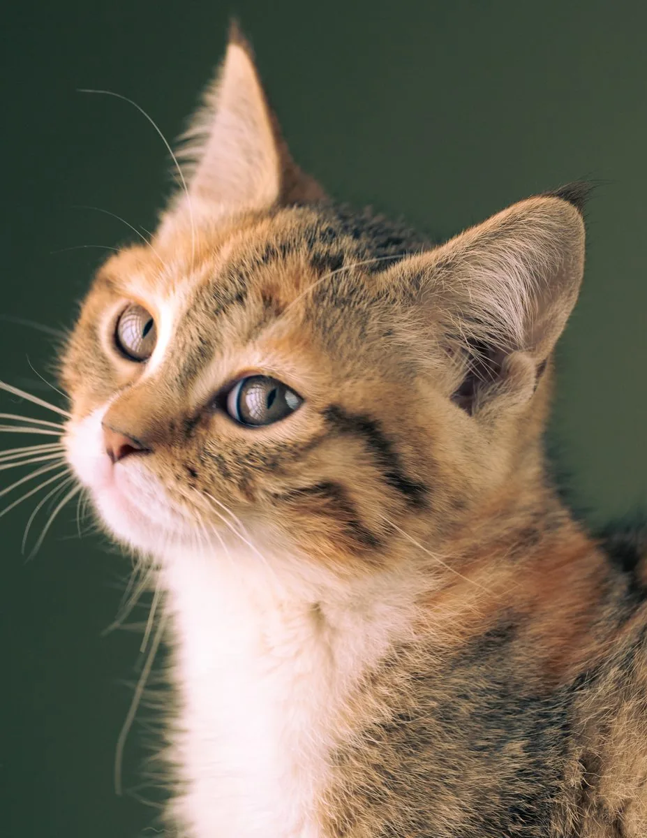 cat portrait