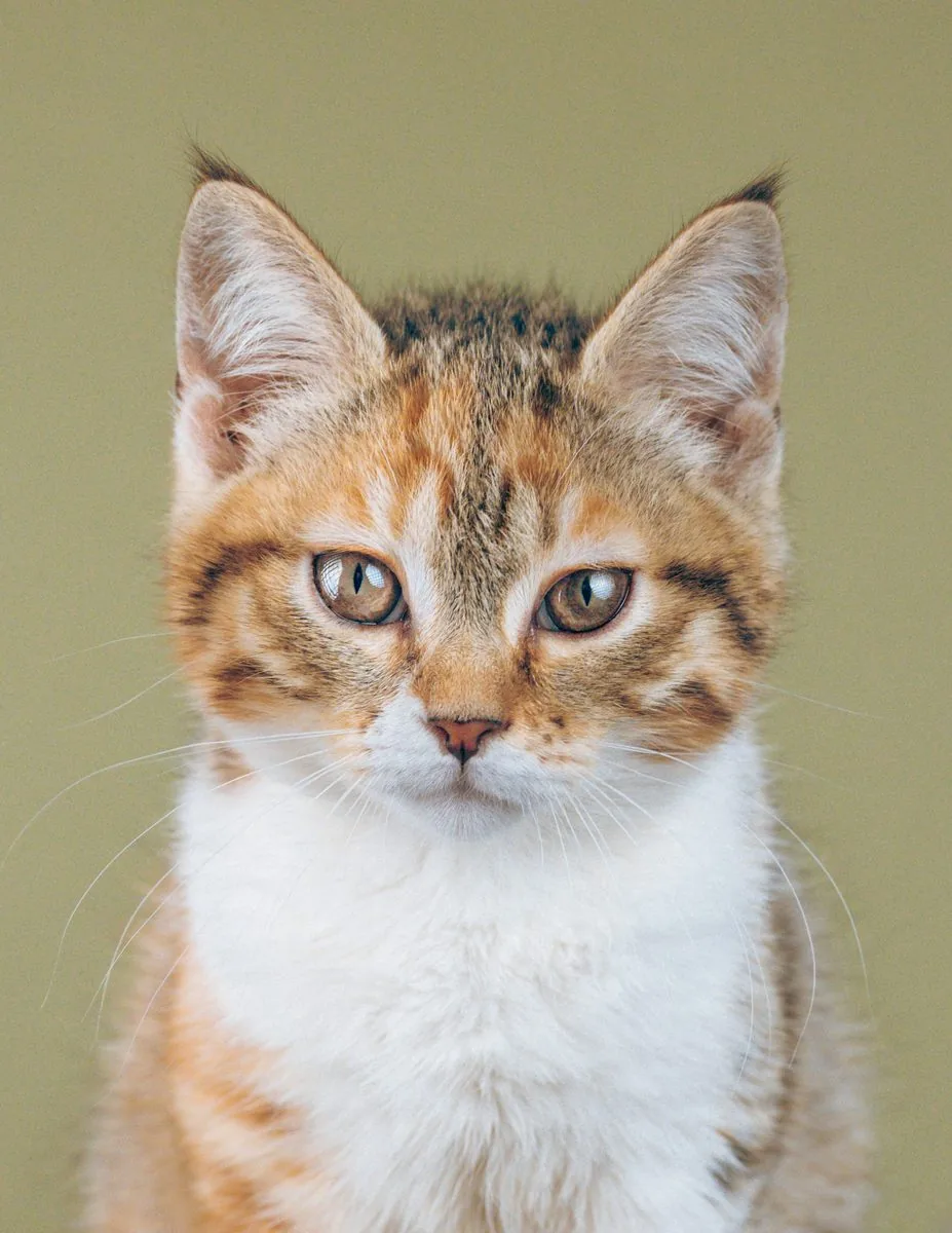 cat portrait