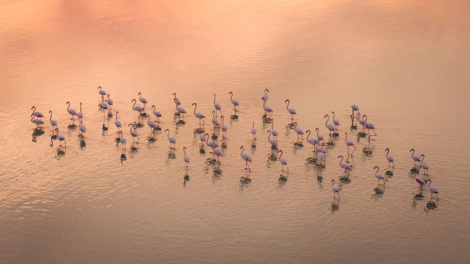Greater flamingos at sunset, Kuwait Bay